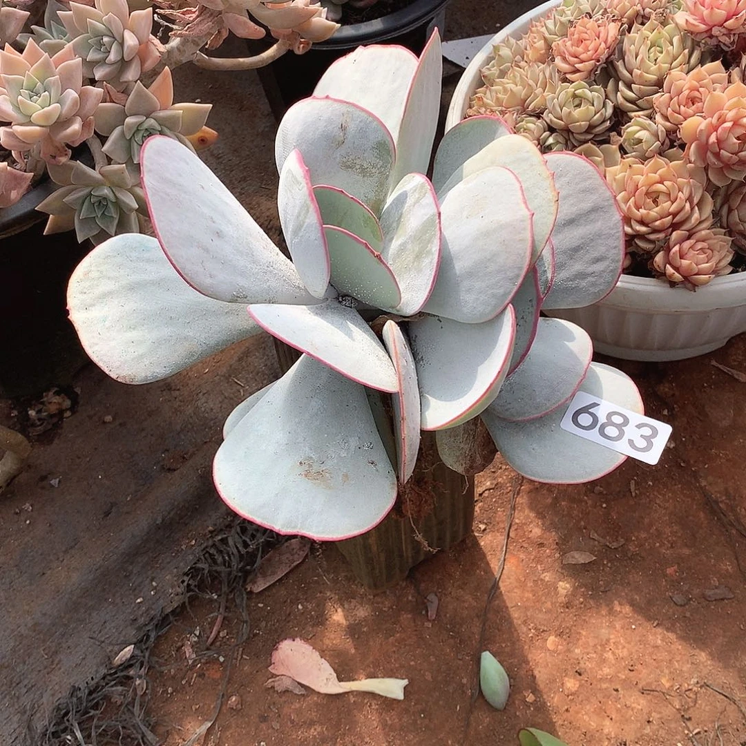 683白眉 一物一拍多肉