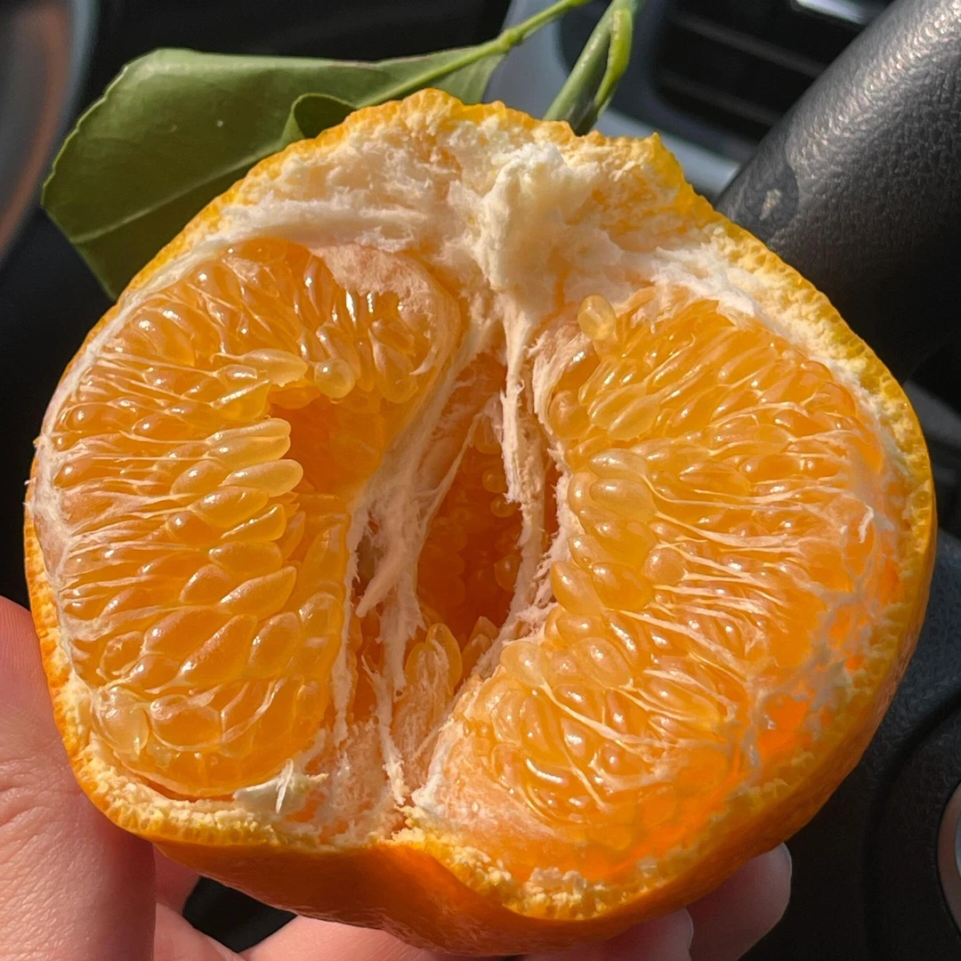 【顺丰次日达】浦江耙耙柑四川省