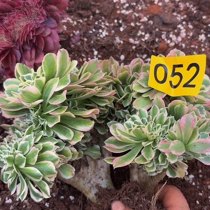 多肉植物福利052