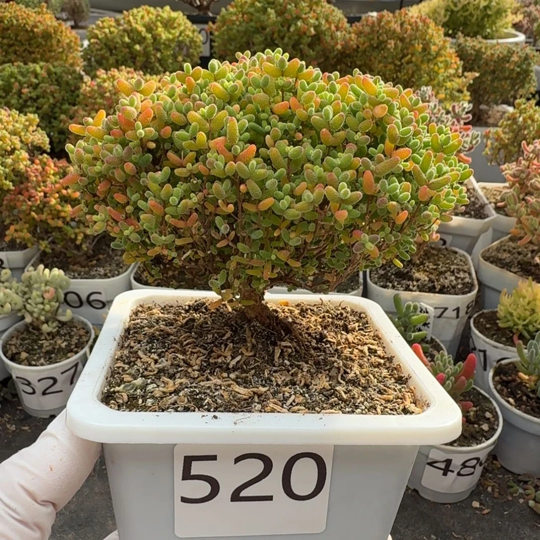 17-520蜜橘糖球枝干大树型