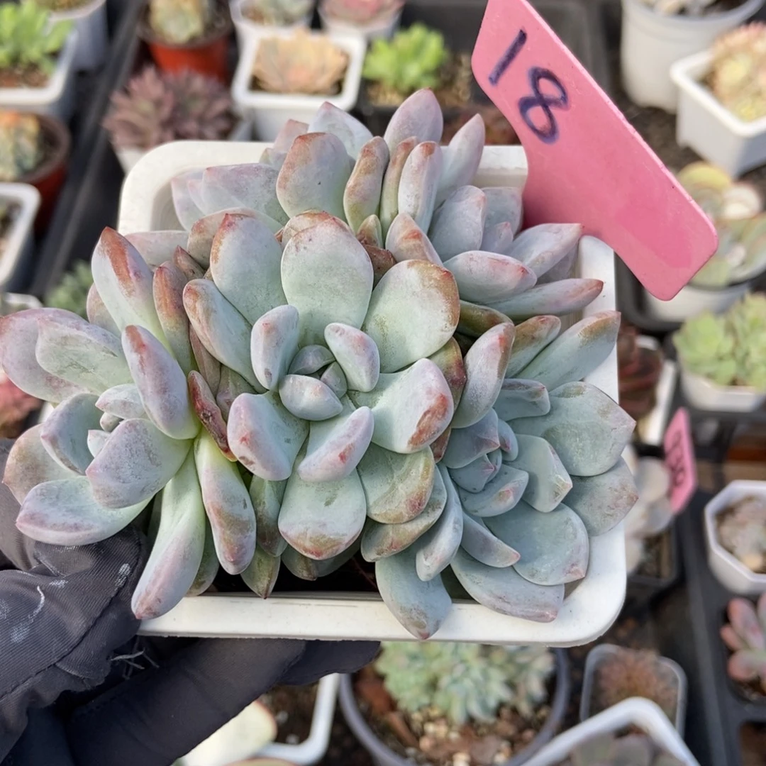 18星影多肉植物多肉