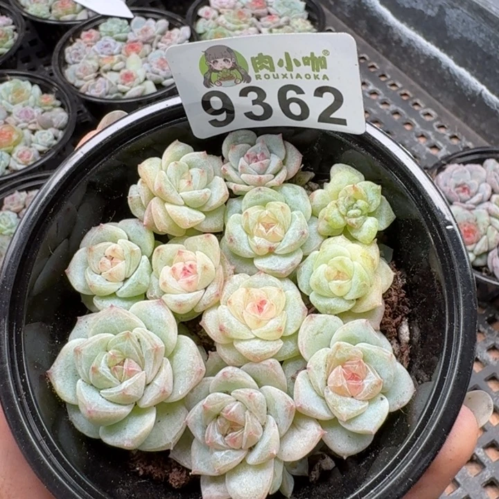 多肉植物多肉植物