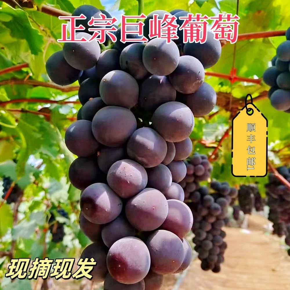 【小明正能量】现摘整串巨峰葡萄辽宁新鲜辽峰水果整箱当季鲜果包邮