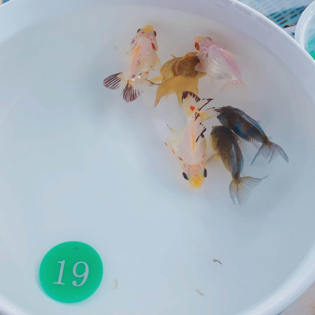 金鱼111111111111111