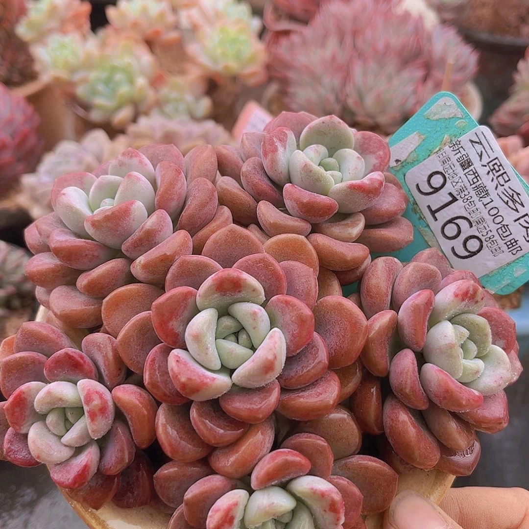 9169花斑鹿多肉植物