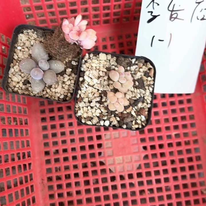 李*店x b z c v c z v347