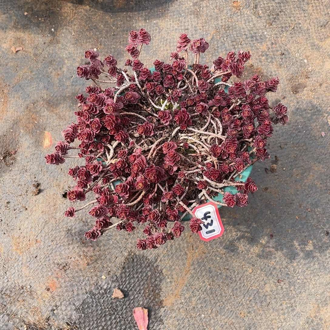 431小球玫瑰一物一拍多肉