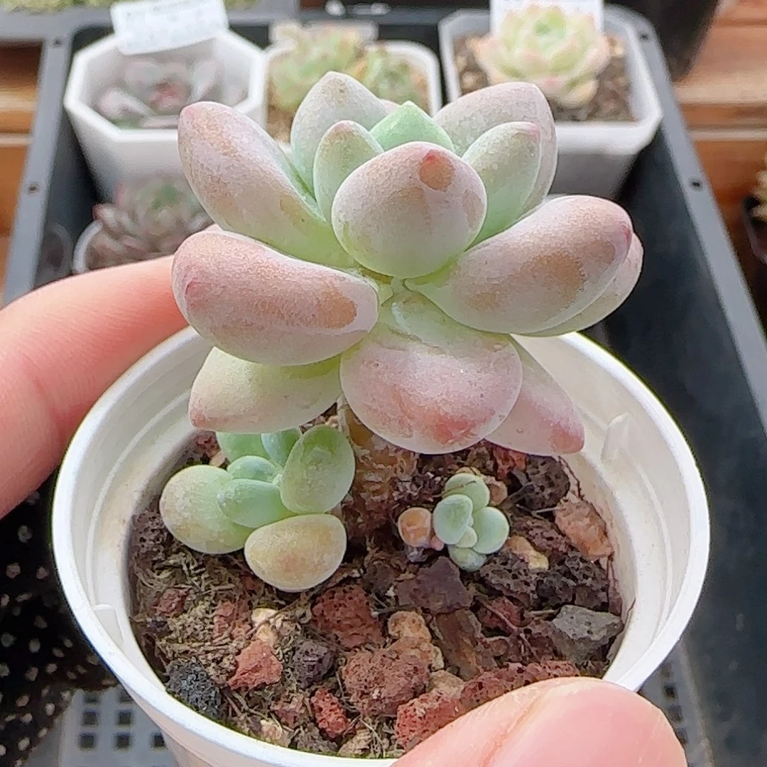 多肉0917--105洛神小老桩