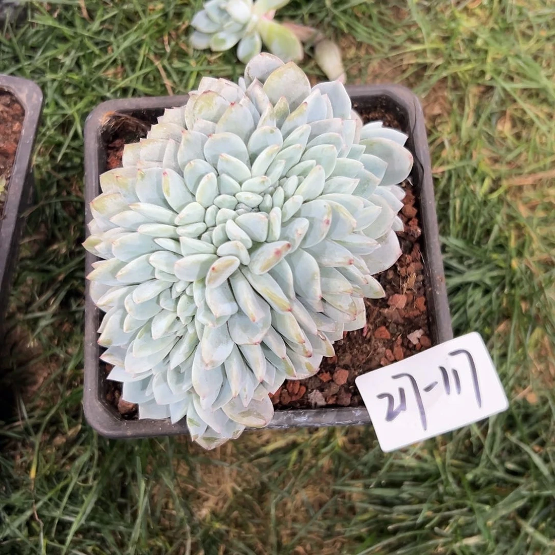 217-117叶插橙子缀化多肉