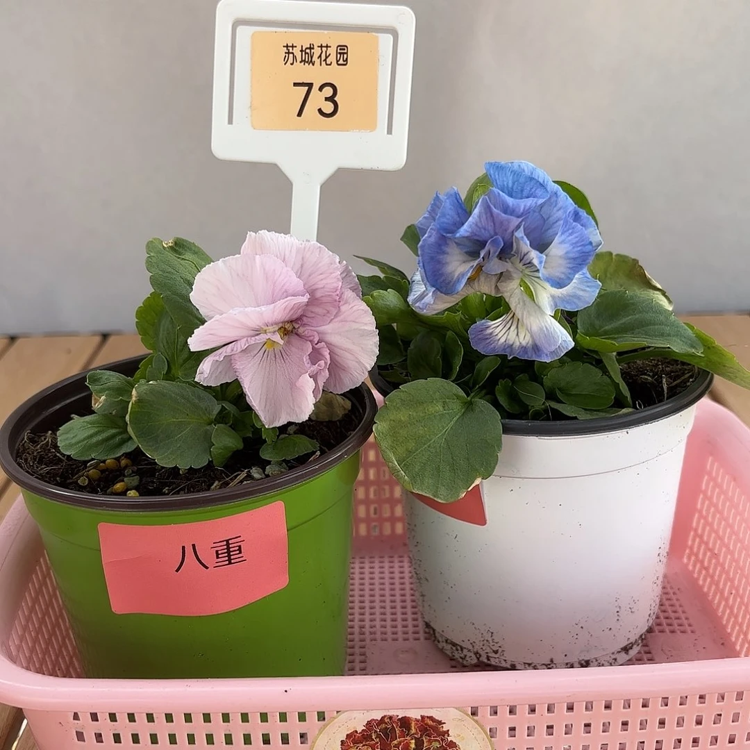 大部分开放少量花苞73