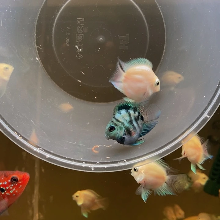 鹦鹉鱼宝蓝配白金一对
