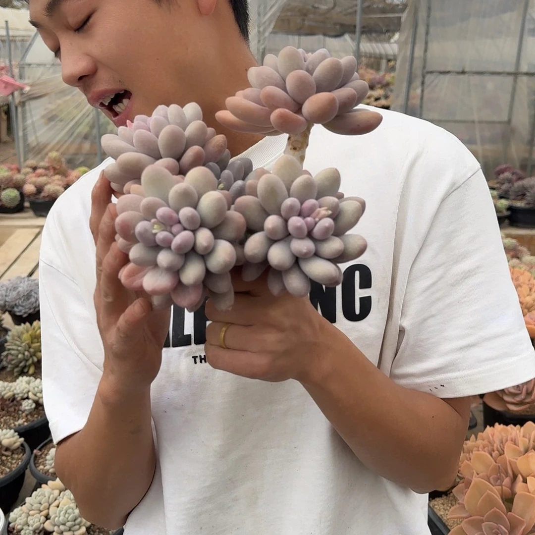 汤圆多肉00000000000