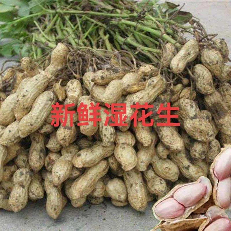 当季新鲜现挖带壳带泥粉皮湿花生农户自种