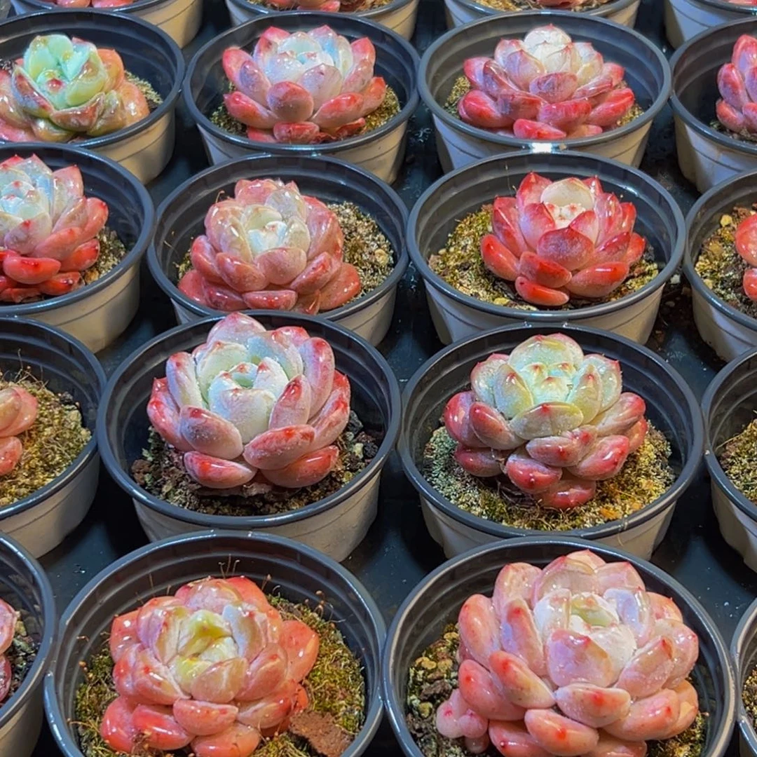 703多肉葡萄的味道是真的