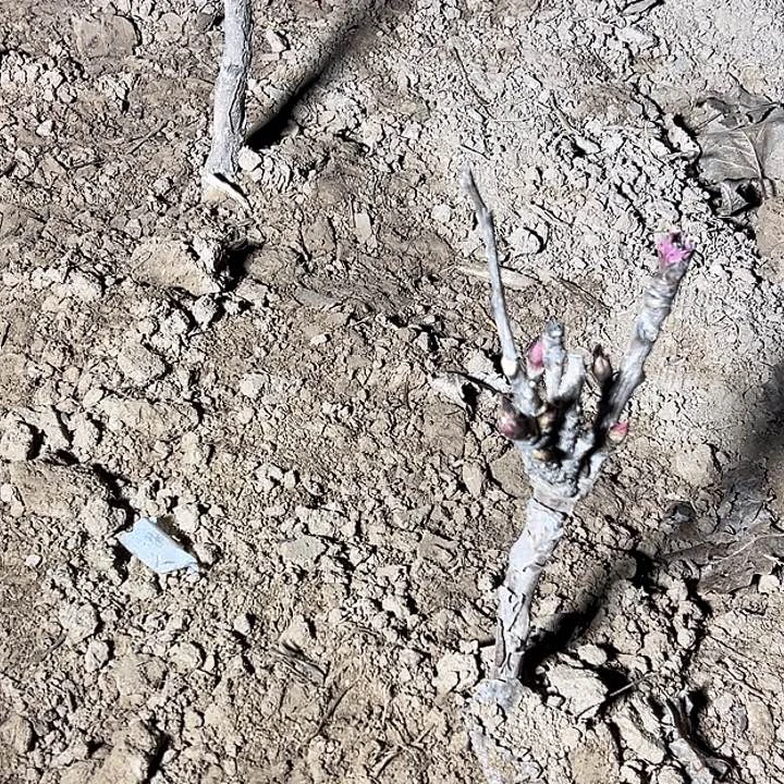 梅***蕊完全开放芳纪中颗