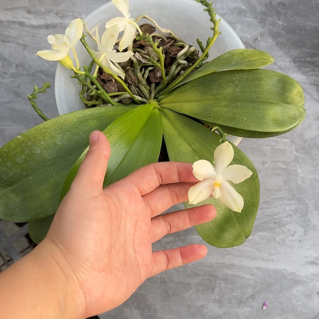 完全开放米库式交盾