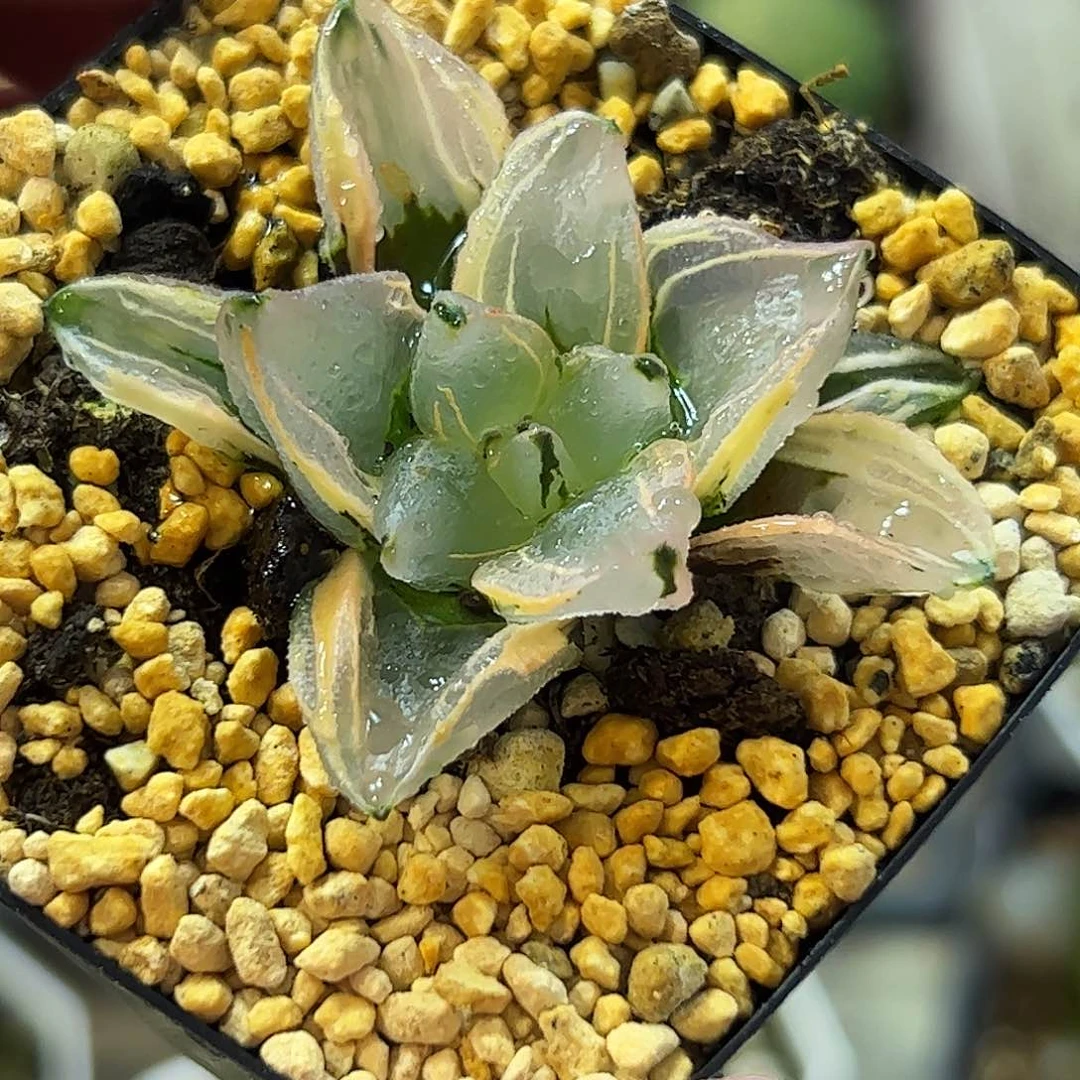 西瓜皮锦十二卷多肉植物