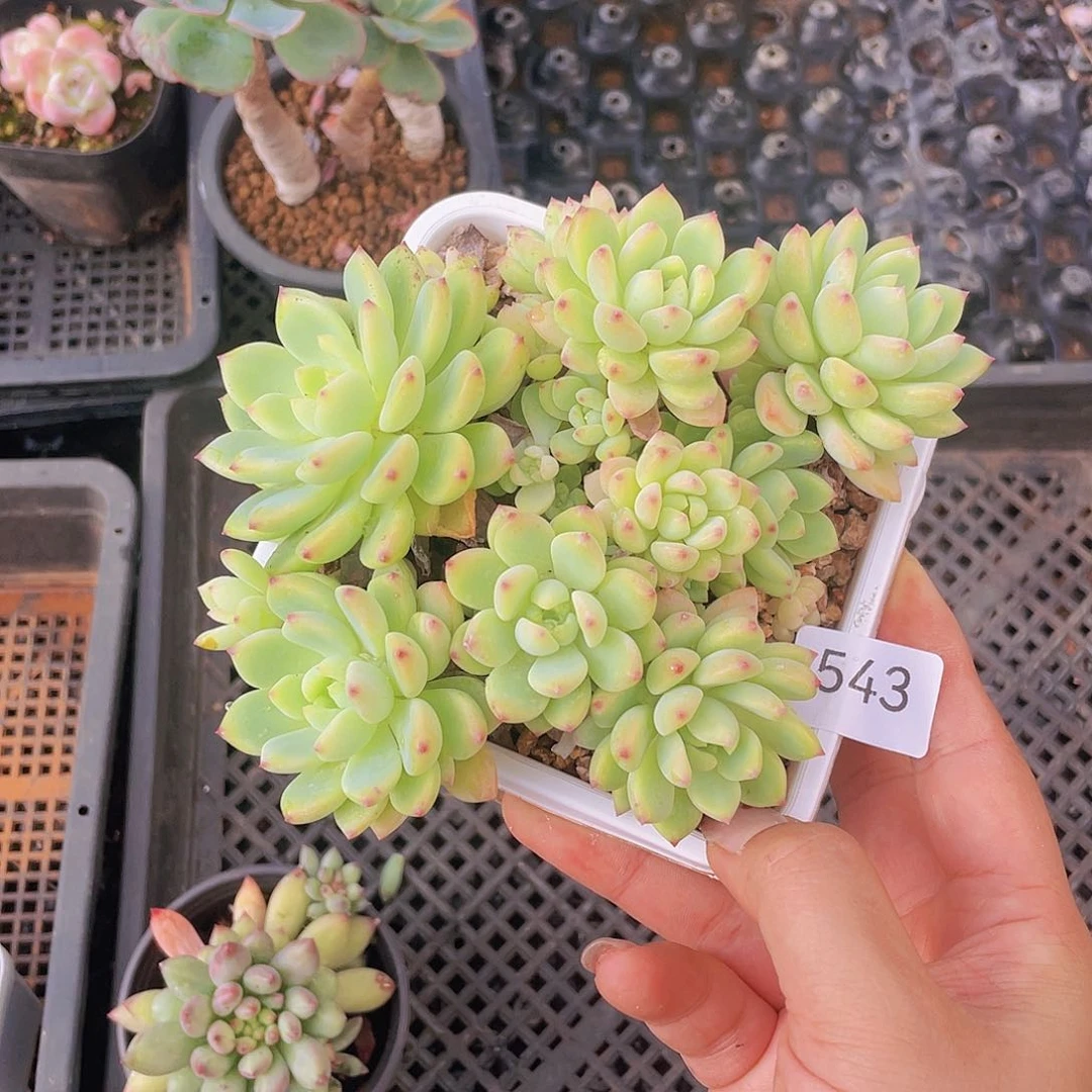 543。 花满楼。