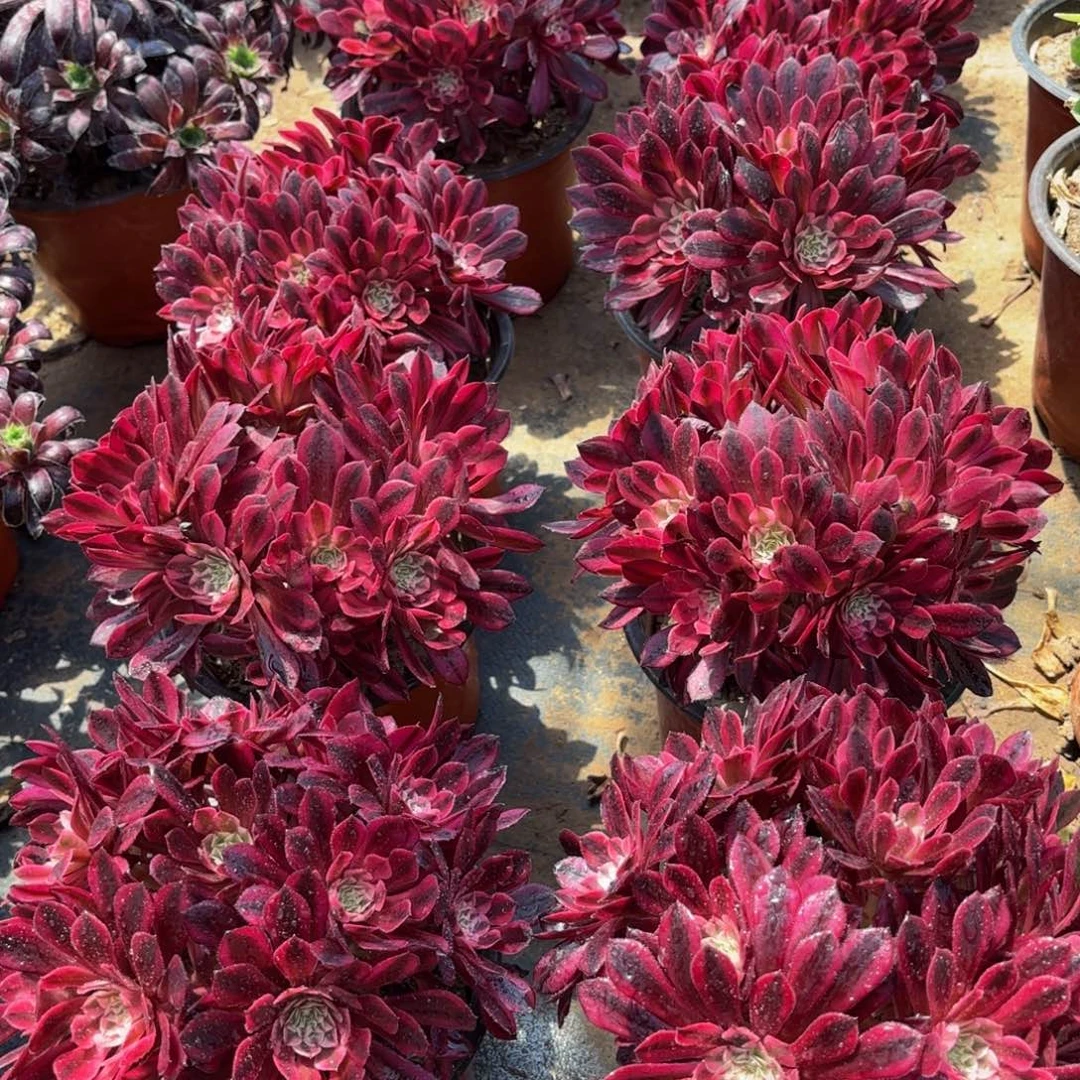 黑铜白绣球9.9多肉植物