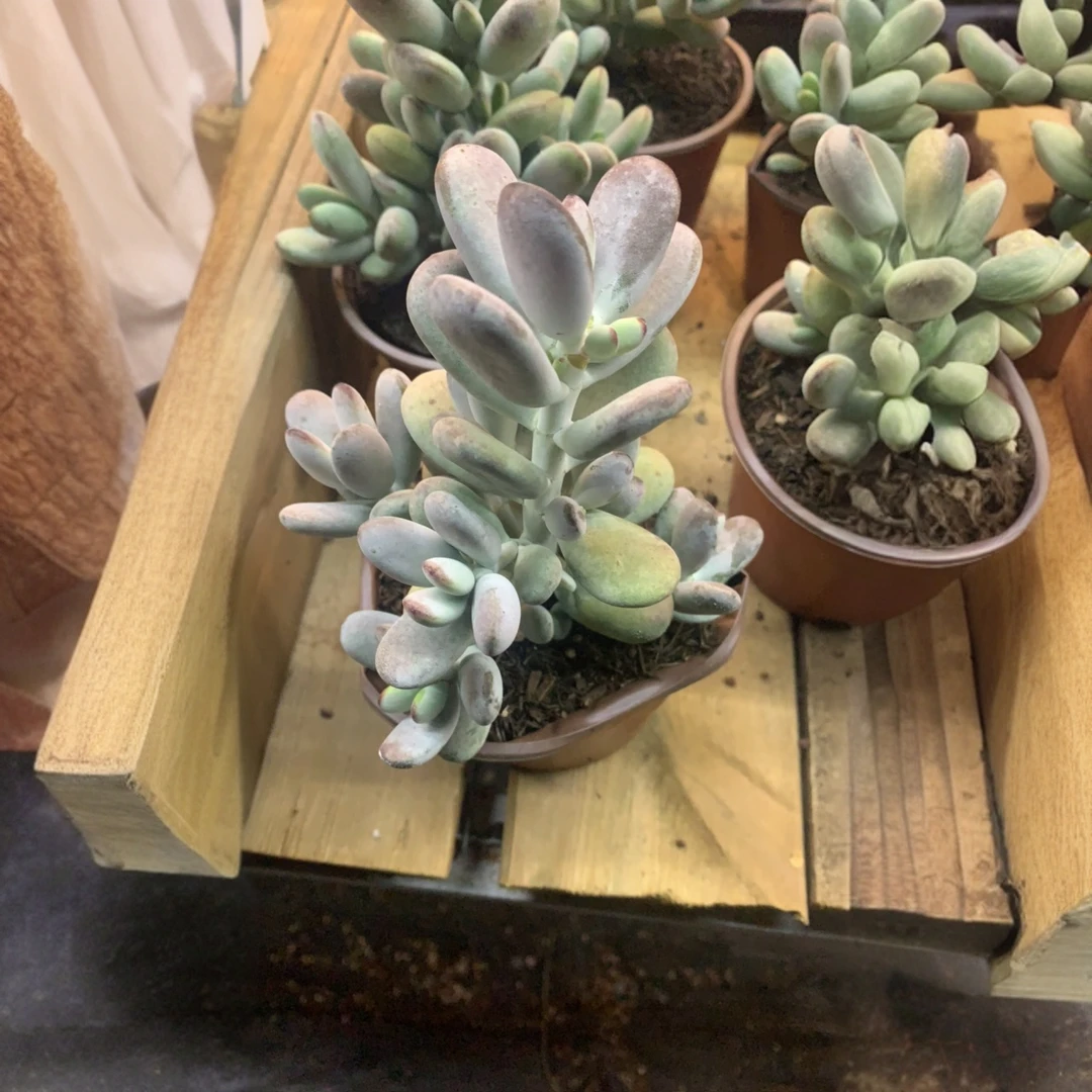 乒乓福娘脱土发货轻微条叶子不售后精品多肉