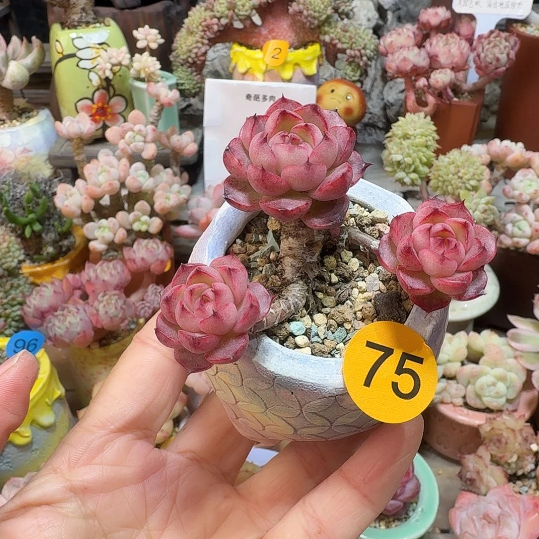 75 多肉含盆土 30元包邮非偏远
