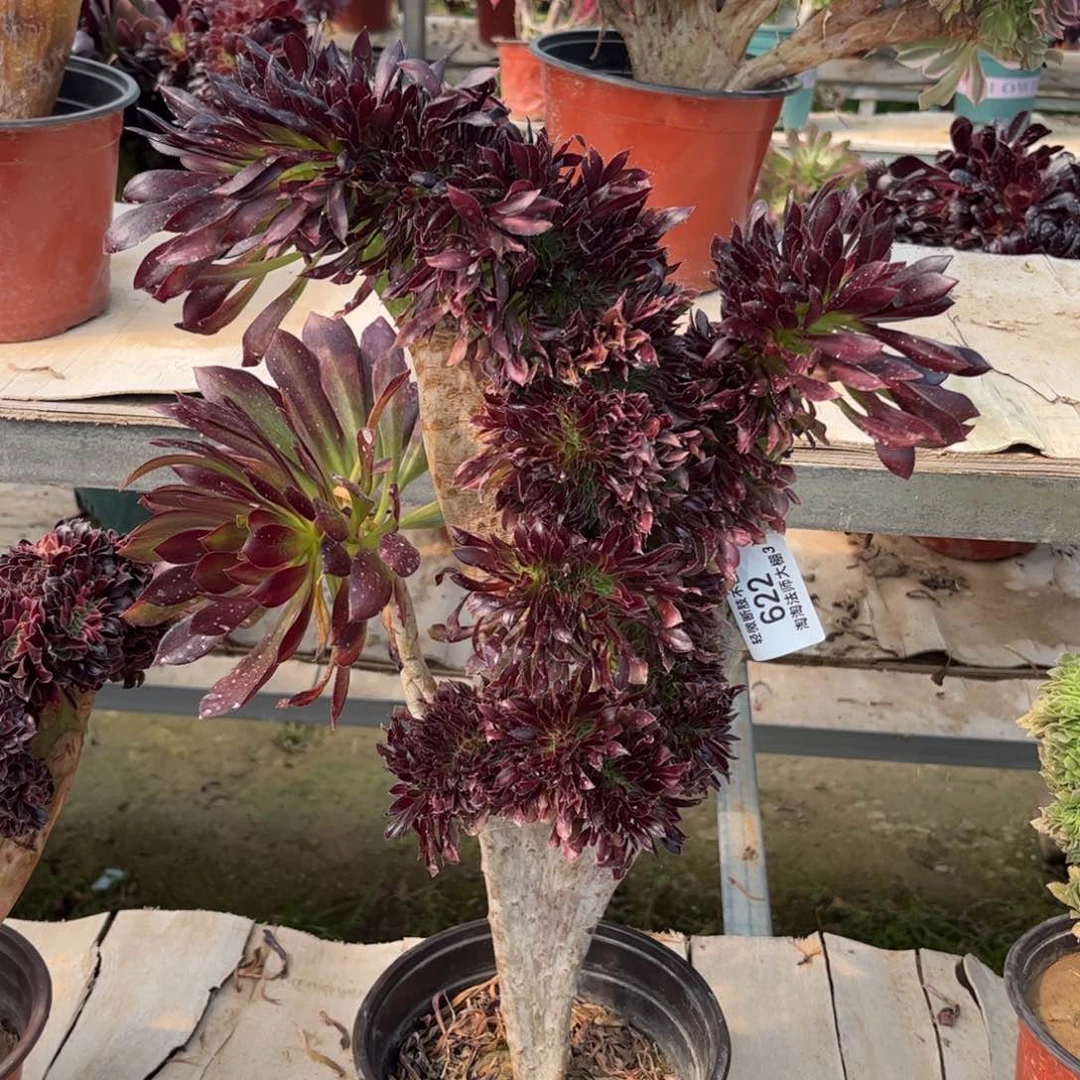 622黑法师缀化多肉植物法师