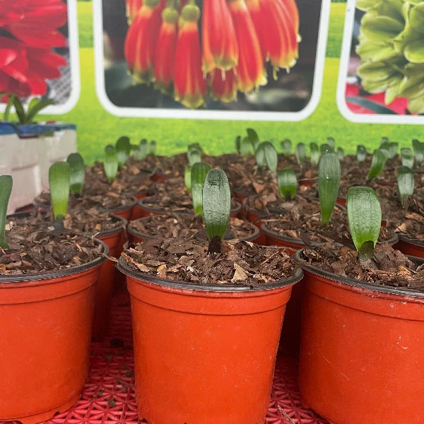 君子兰  黑龙父本一颗2-3片叶