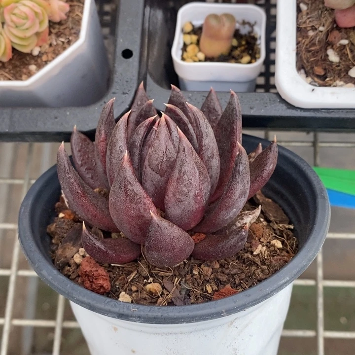 伯克利和他女朋友在一起的时候