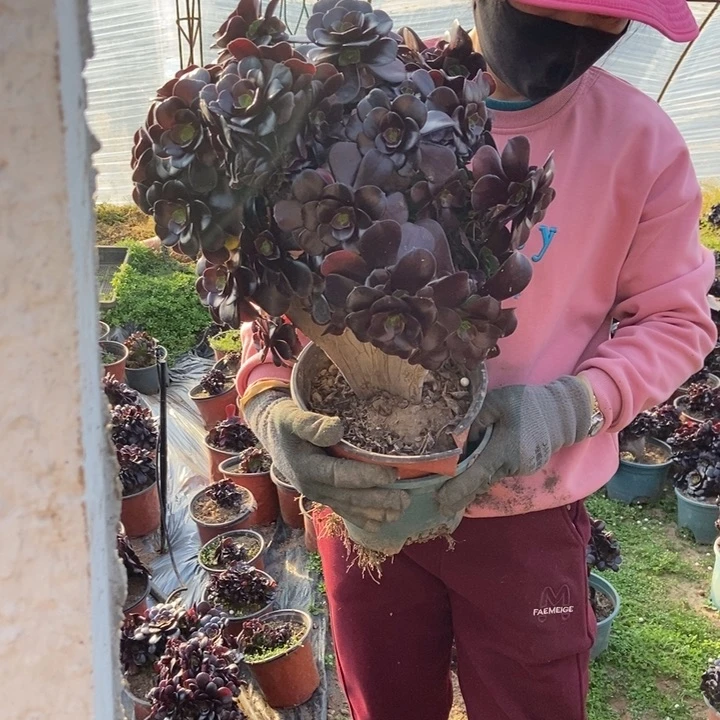 火*丫260欧紫缀化老桩朵朵