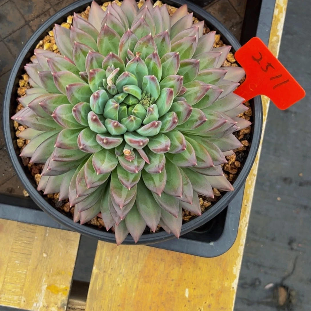 2511号上午多肉植物群生多肉植物