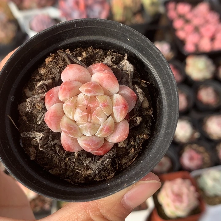 精控溏心多肉单头