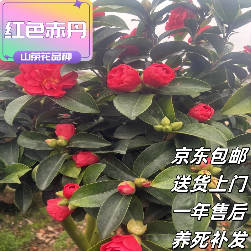 12【克瑞墨】山茶花带花苞发货四季开花耐寒耐热庭院绿植