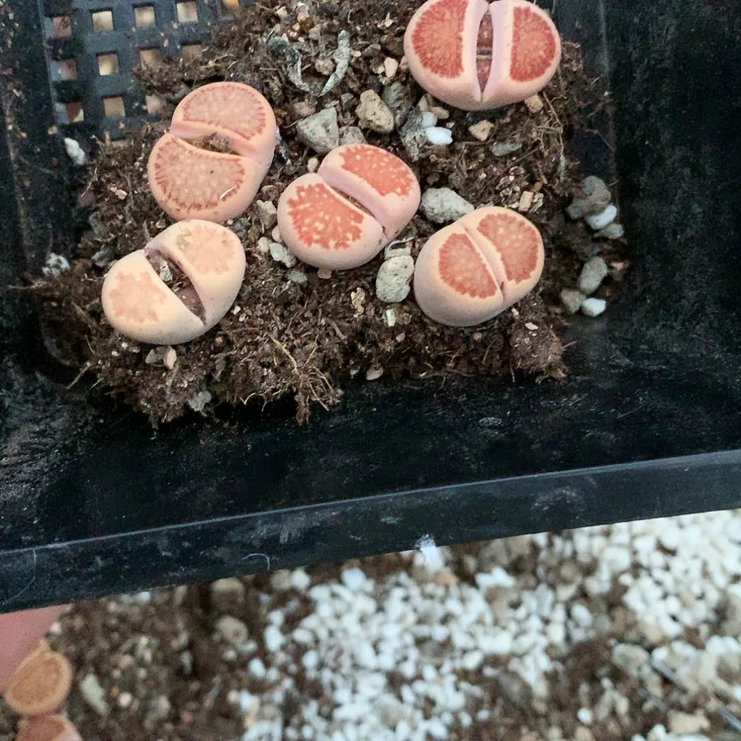 G144多肉植物保护研究所