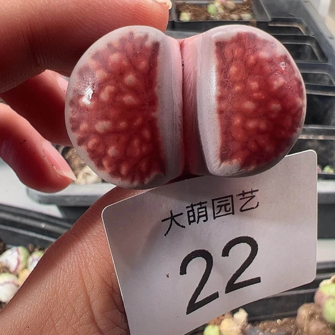 一物一拍脱土发。   22