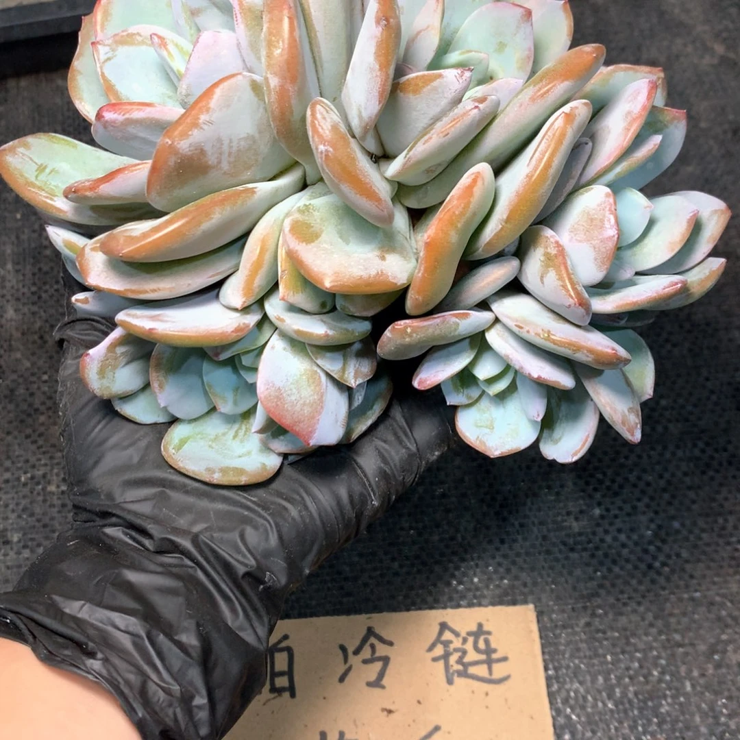 083 瑕疵 不拍冷链不售后