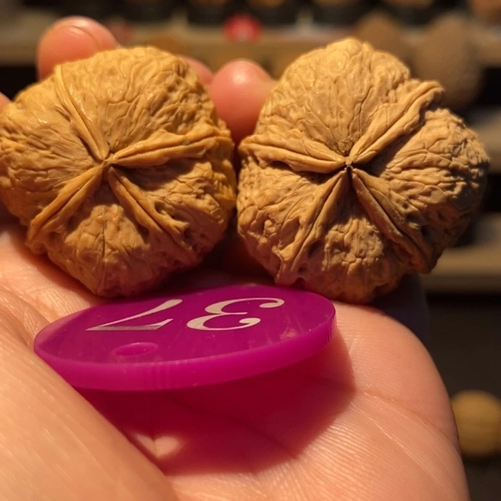 木质类蝴蝶四棱36尺寸