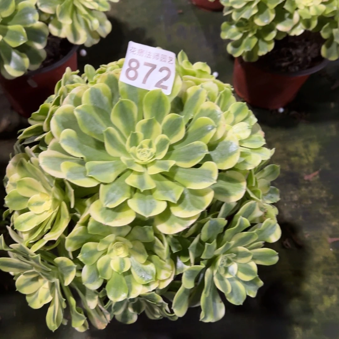 绿豆沙872000000000