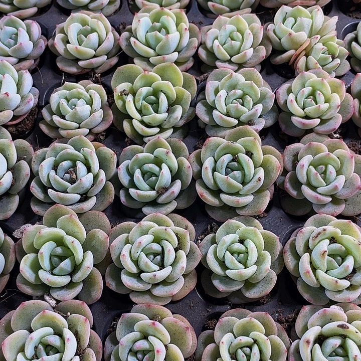 小圆梦1元带土发货