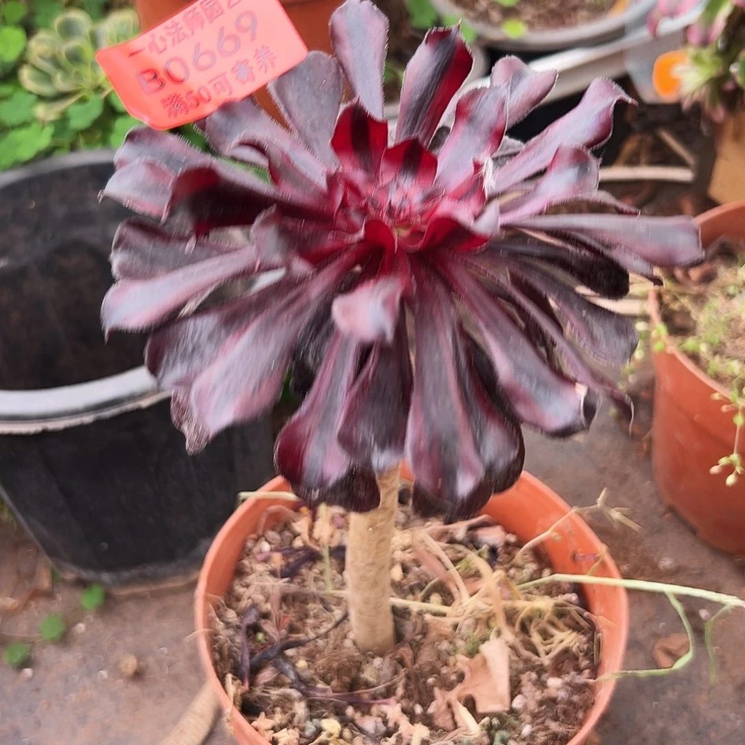 0669多肉植物墨法师