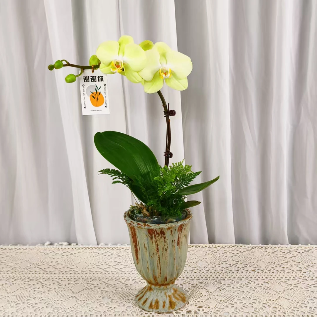 桦艺优选【芳美神话】蝴蝶兰轻奢绿植花卉艺术高级盆栽植株好养