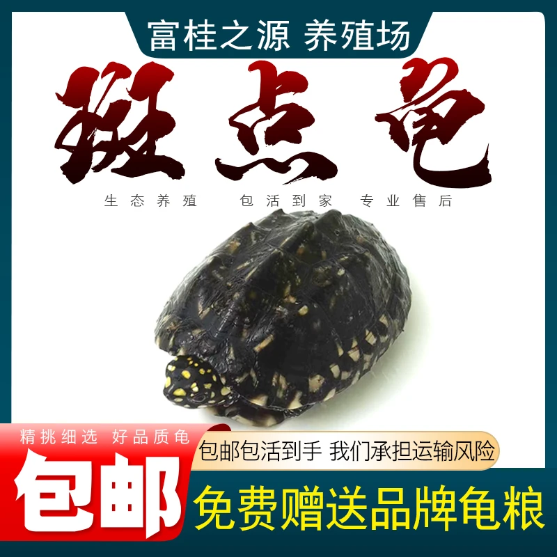 斑点龟苗黑池龟斑点苗满天星深水龟黄头侧颈龟宠物龟观赏龟鱼缸龟