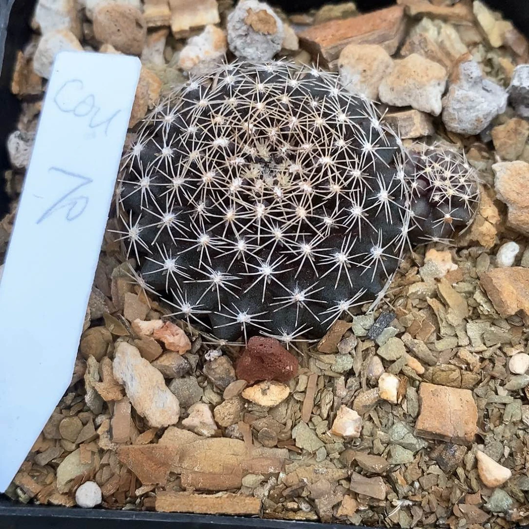 C****e土土土花花花花花花花花