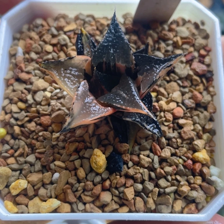 10.十二卷白凤寿锦。