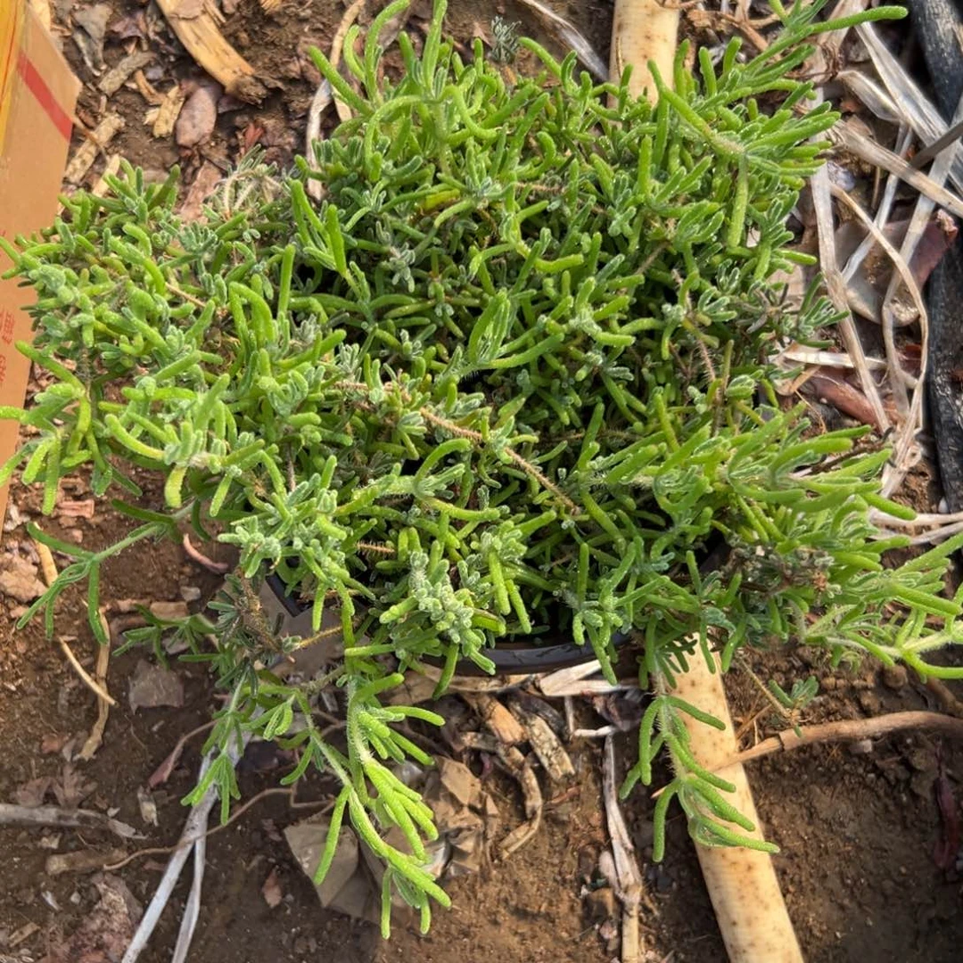 倩***肉多肉植物多肉植物