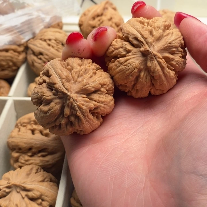 行***上霸王龙全品无修一刀没动