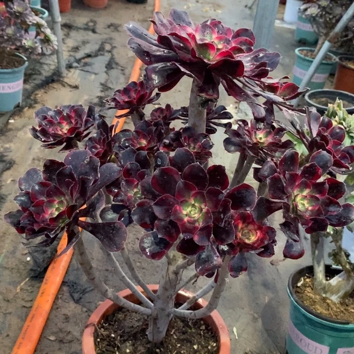 丽娜26多肉植物法师法师