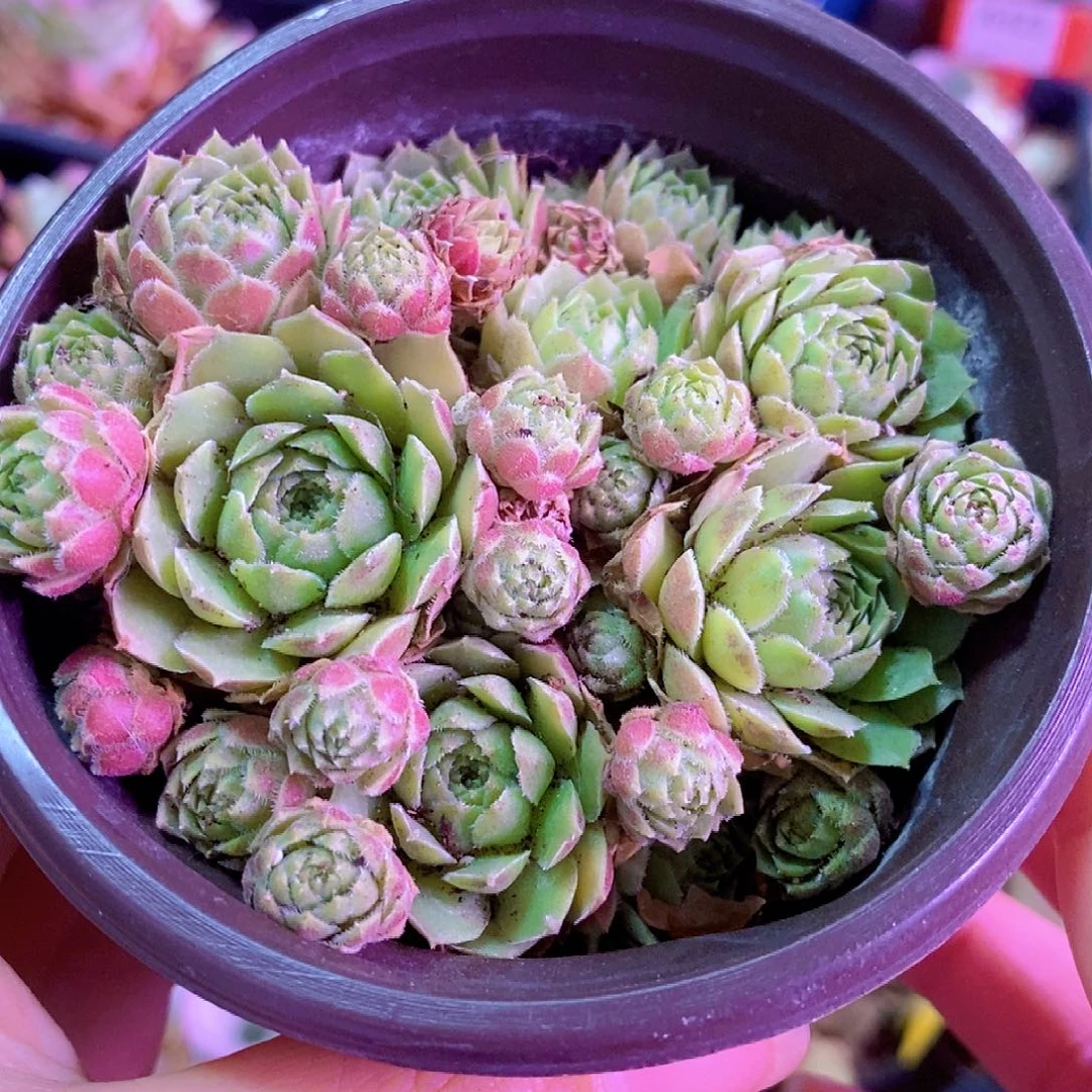 新品毛毛山地玫瑰一物一拍0020未命名