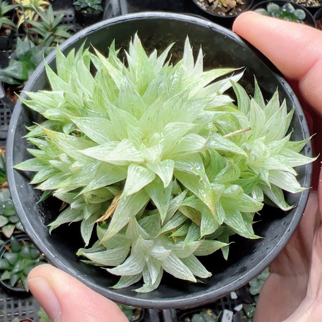 亲***，0841多肉植物一颗