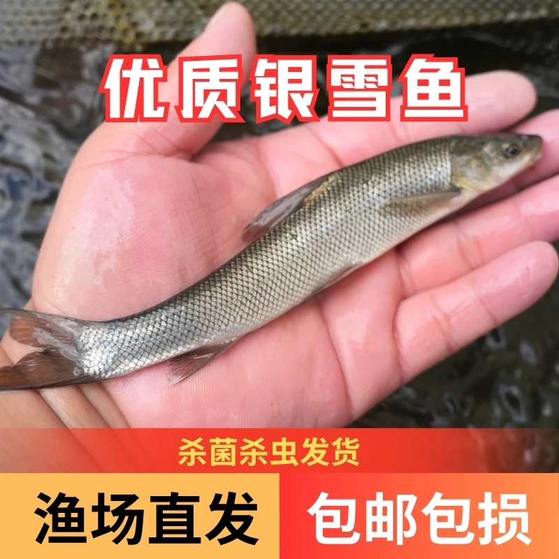 【活体】优质银雪鱼观赏鱼淡水鱼冷水鱼渔场直发