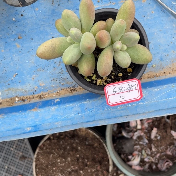 蜜***柜糖果美人多肉9厘米盆